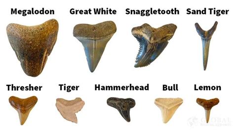 shark tooth chart